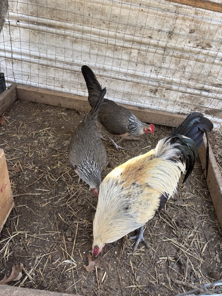 12 clement hatching eggs