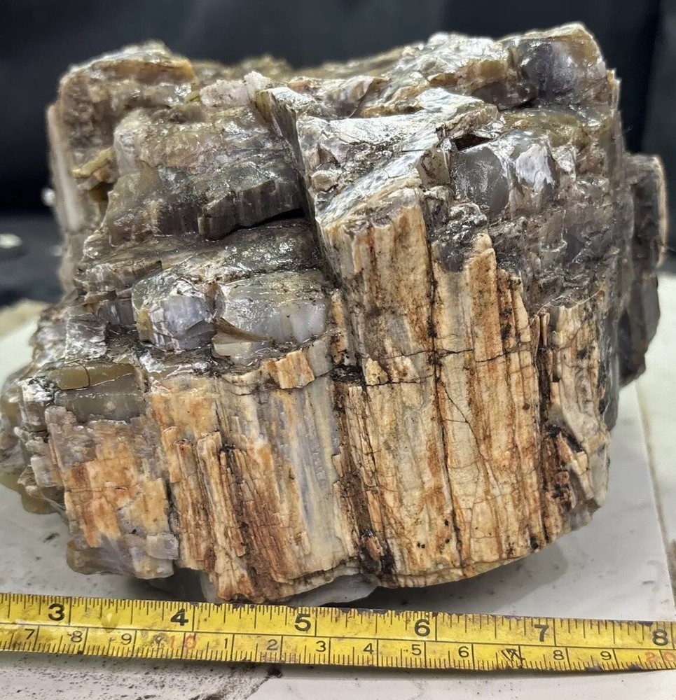 Silver Creek Junction petrified wood