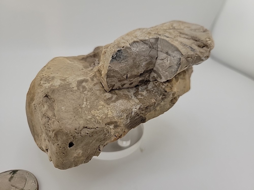 Egg Fossil Permineralized Compression Reptile Egg Fossil