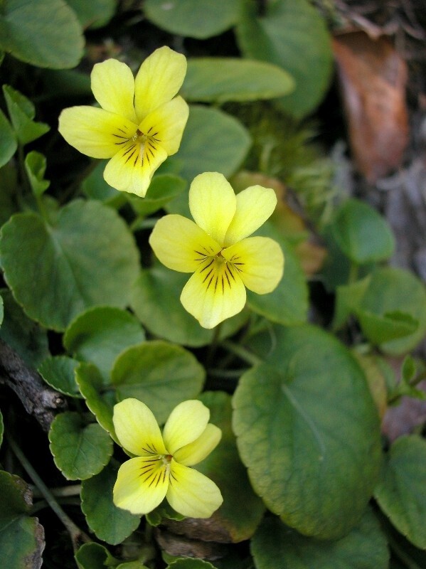 Yellow Violets (Viola Rotundifolia) | Bare-root