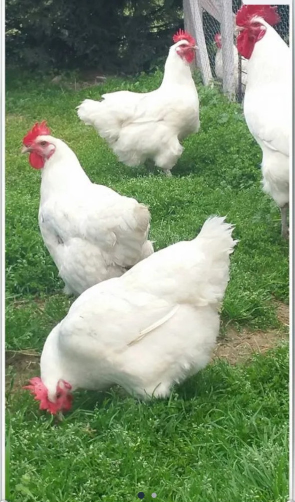 12 White Bresse Hatching Eggs