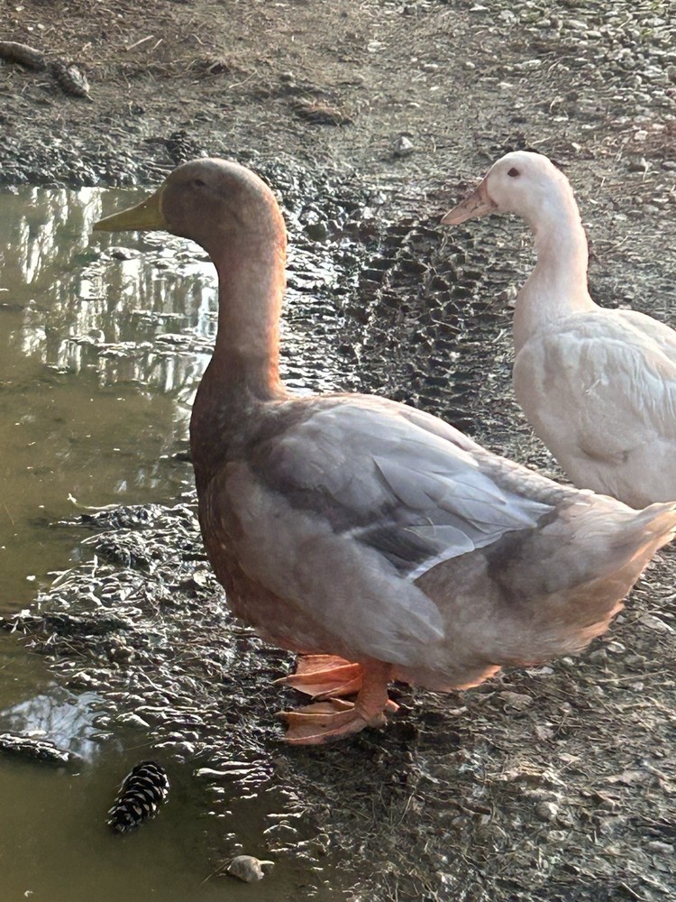 12+ Duck Fertilized Hatching Eggs Mixed Colors