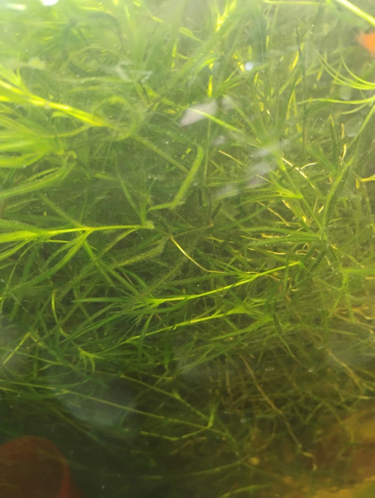 Guppy grass - no pest snails - FULL CUP = 8oz.