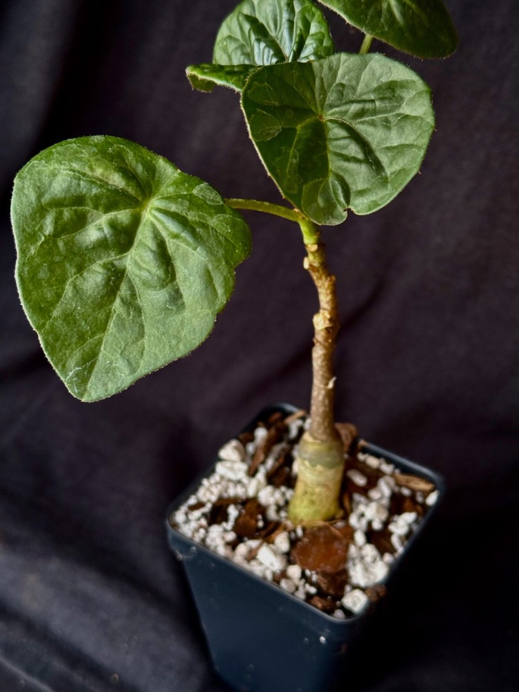 Adenia volkensii, caudiciform