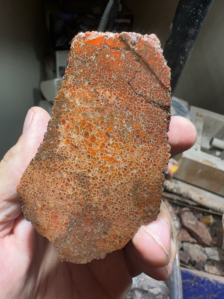 Dinosaur bone rough **hxtled end cut.