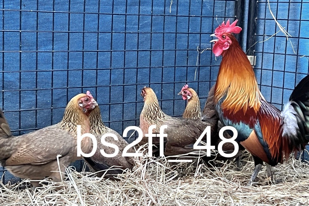 6 Red Jungle Fowl Hatching Eggs