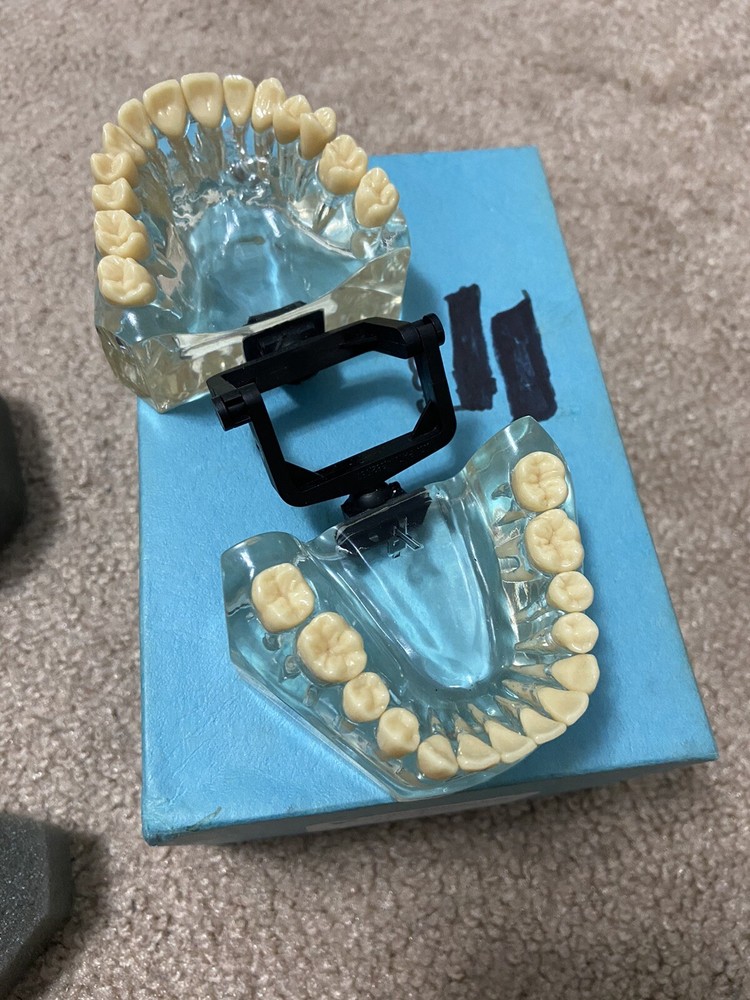 Vintage 2005 Viade 2072 Typodont Teeth