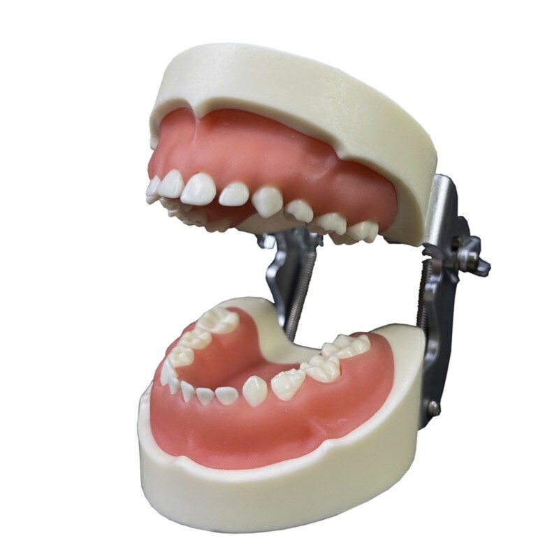 Kids Teeth Typodont Dental Implant Study Analysis Demonstration Teeth Model
