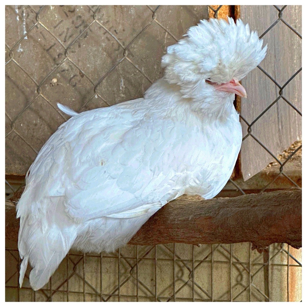 6 Polish Chicken Hatching Eggs (NPIP Certified)
