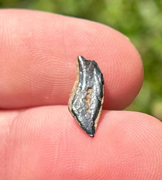 Hell Creek Fossil Gar Fish Scale Montana Cretaceous Age