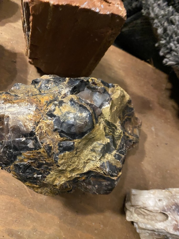 Petrified Wood Collection