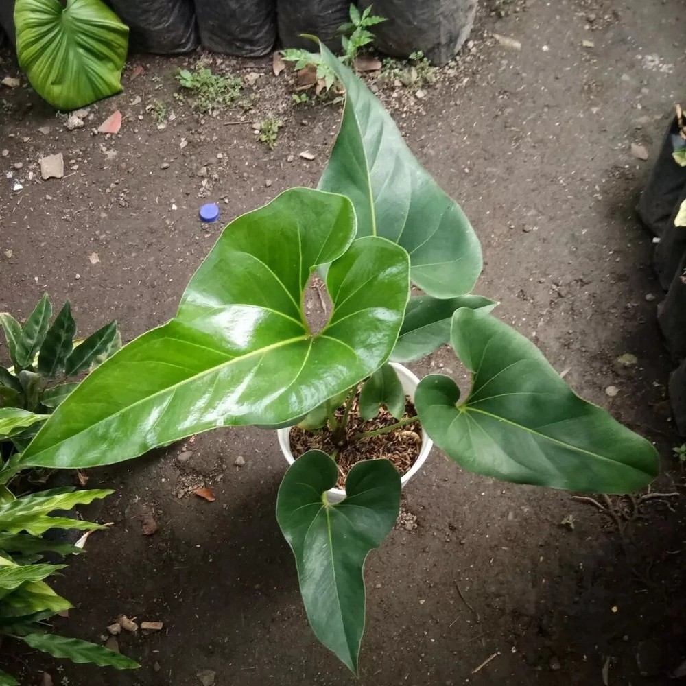 Anthurium Brownii with Phytosanitary Certificate