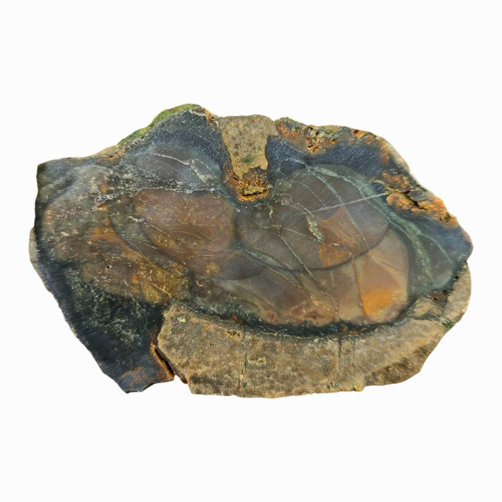 Blue Mountain Jasper Slab – Multiple Orbs Color Array – Oregon Orbicular