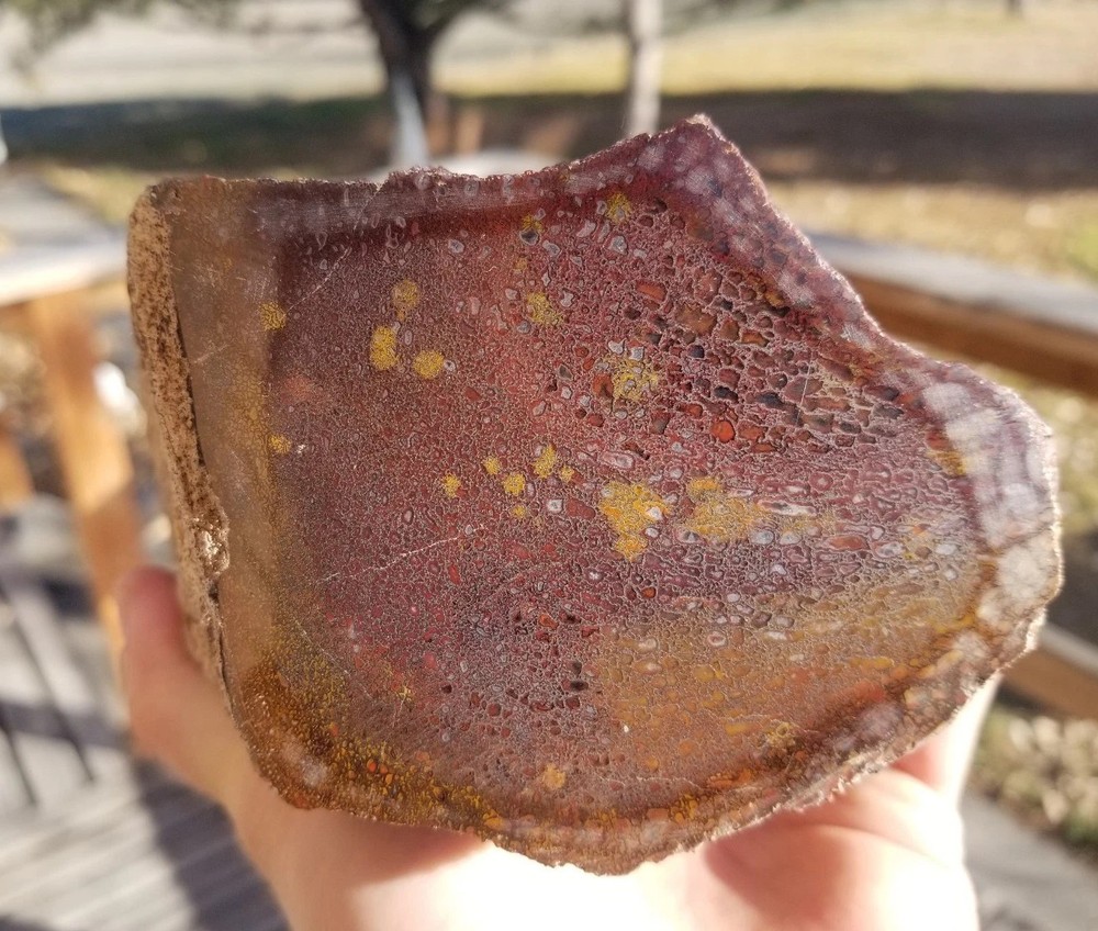 Great 8.75Lb Multi Color Agatized Dinosaur Gem Bone Polished Specimen Display
