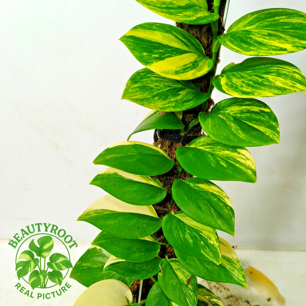 Real Picture Scindapsus Rubicon Variegated