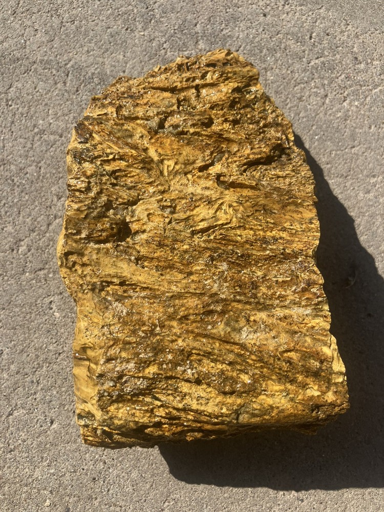 Mustard Petrified Wood Specimen