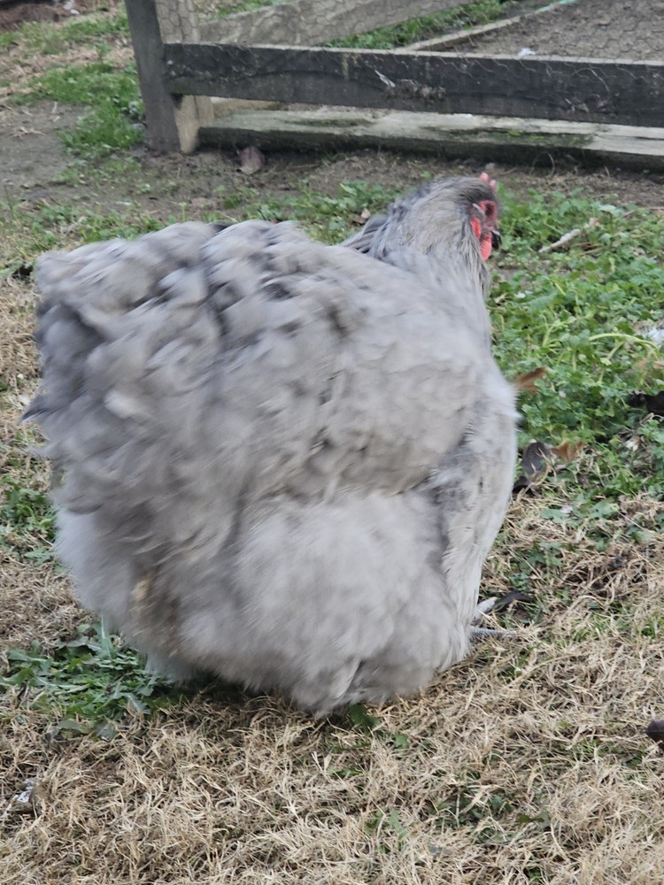 8+ English Lavender Orpington Hatching Eggs