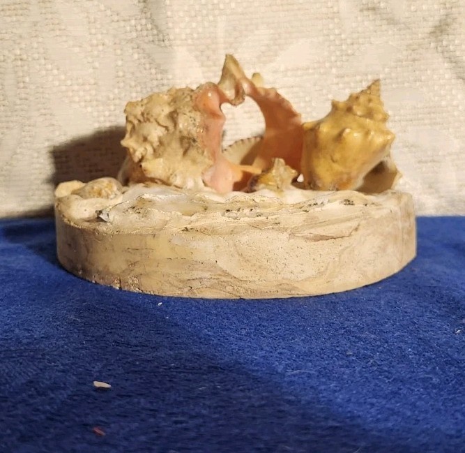 Vintage Seashell Souvenir Sea Shellcraft Arts
