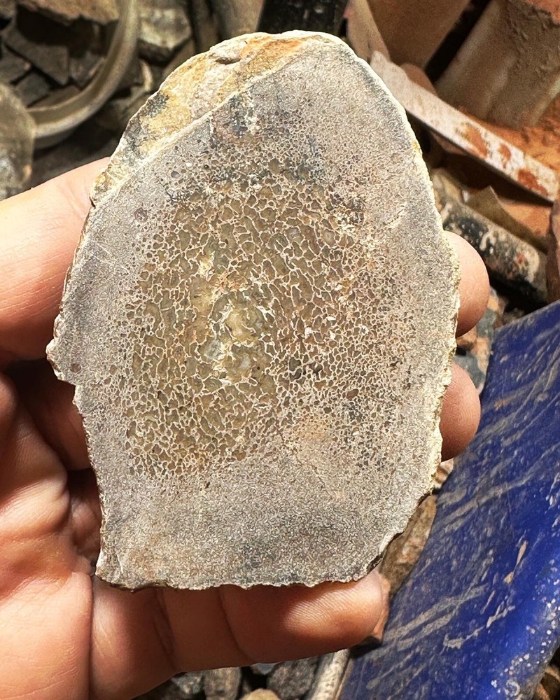 Dinosaur bone rough end cut.