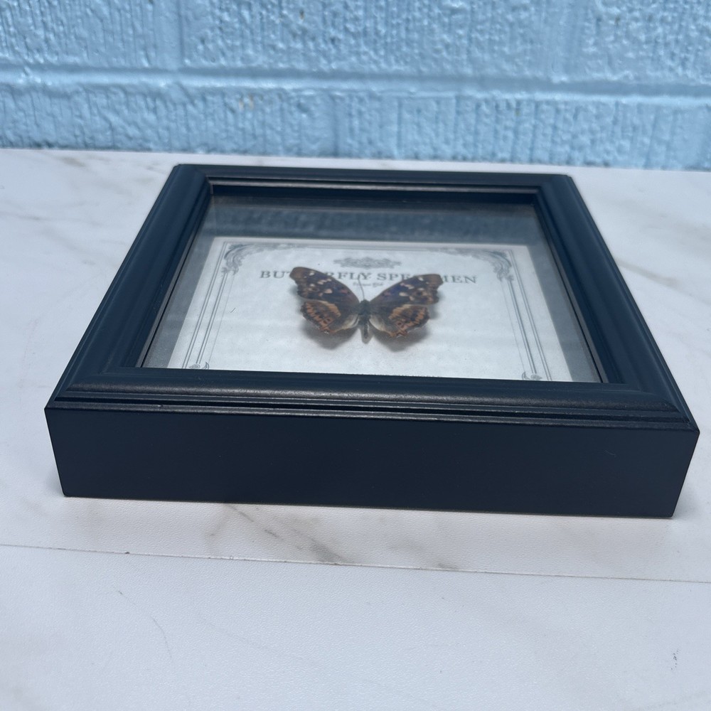 Hackberry Emperor - Butterfly Wall Art Decor Gothic Home Decor