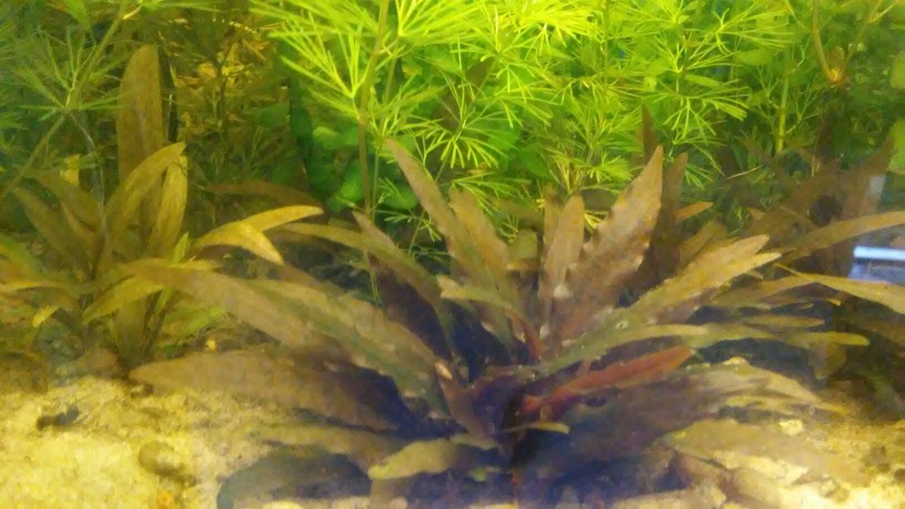 neptunes gardens cryptocoryne wendtii