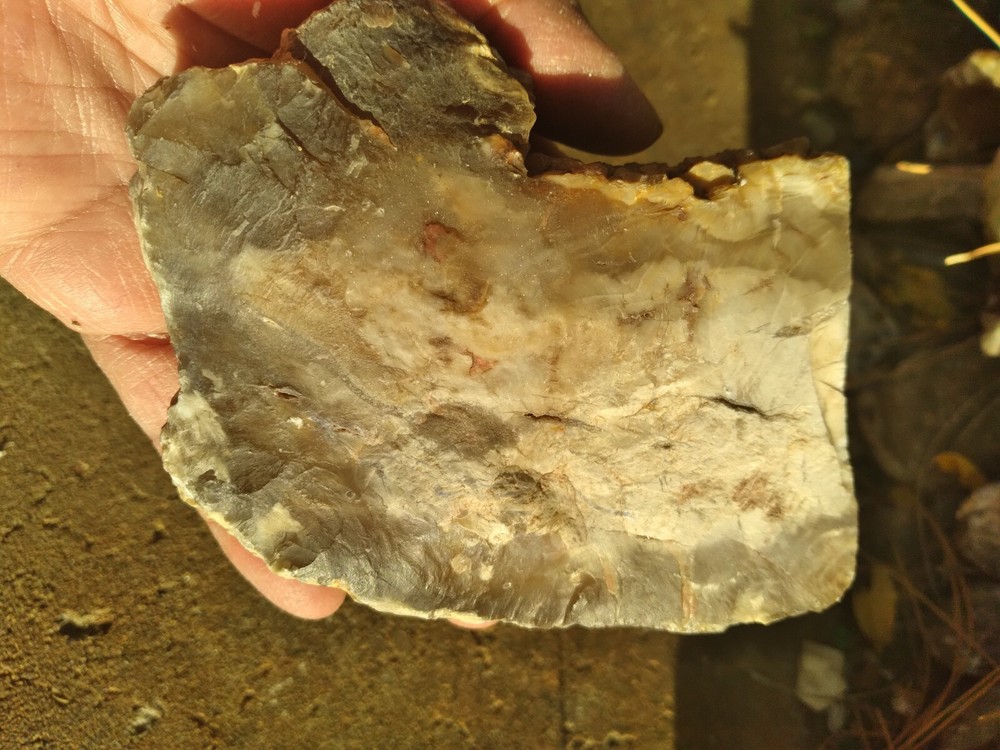 Opalized Wood Slab