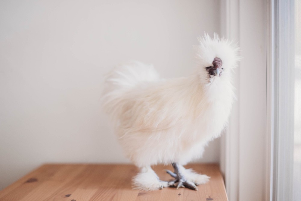 A Dozen Silkie Hatching Eggs