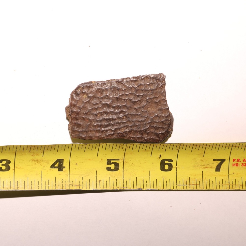 Nice TURTLE SHELL Piece - Dinosaur Age Fossil - CRETACEOUS Hell Creek Formation