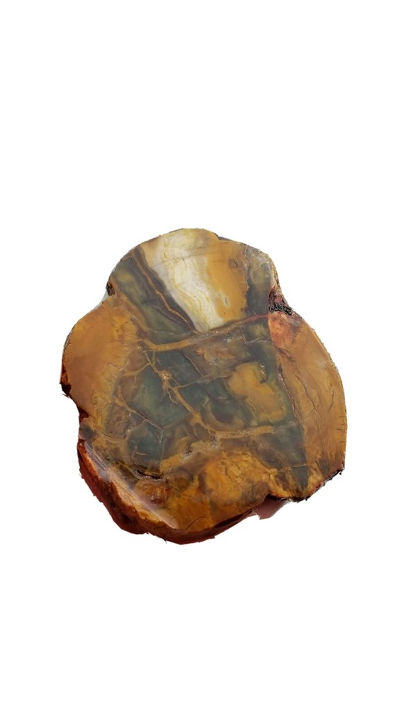 Petrified Wood Slab