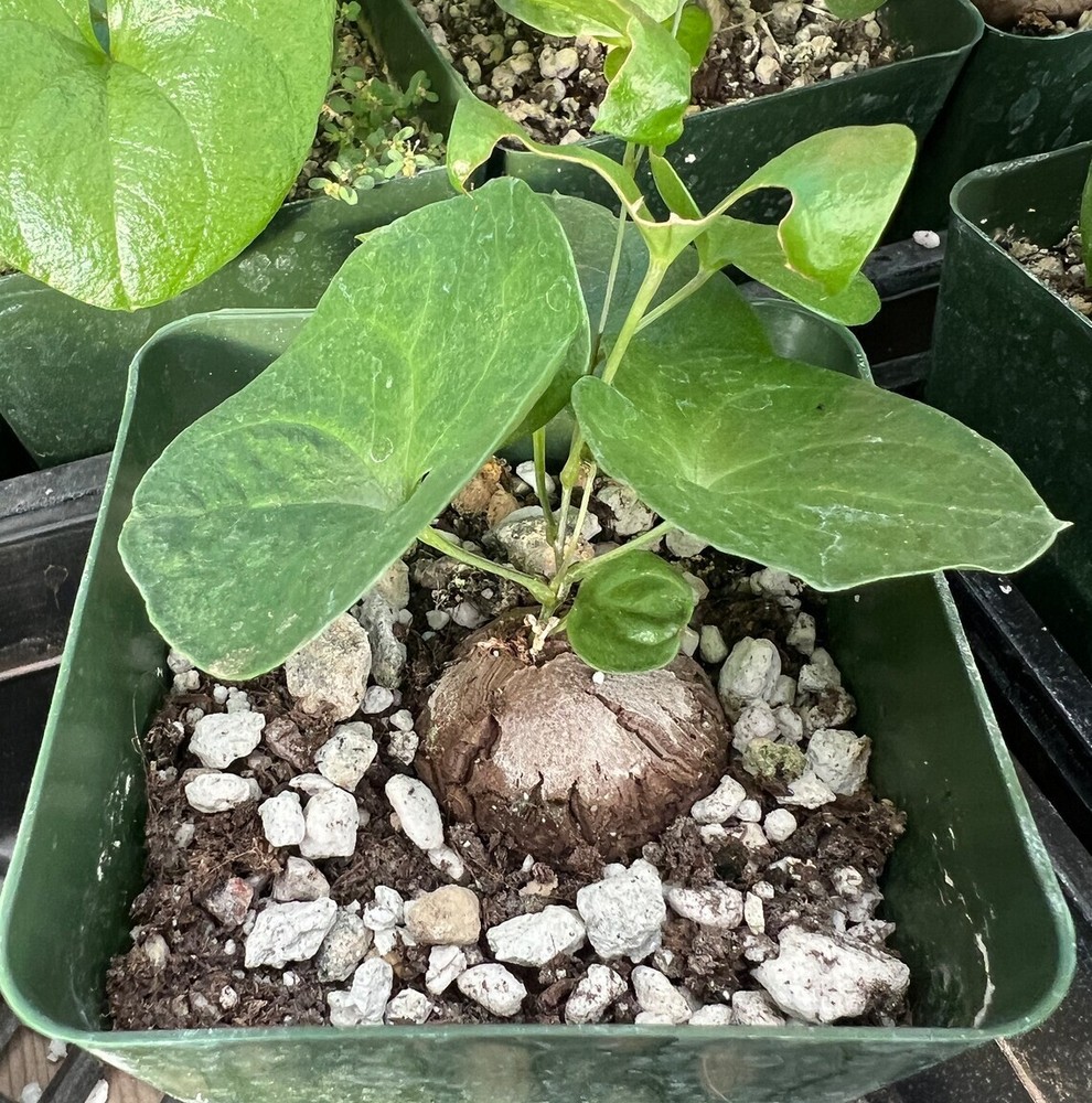 Dioscorea elephantipes