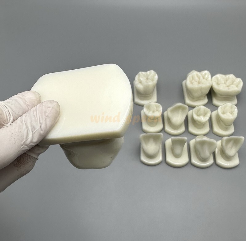 Dental Teeth Form Models OrthodonticTypodont Model For Lab Teaching Tooth Study