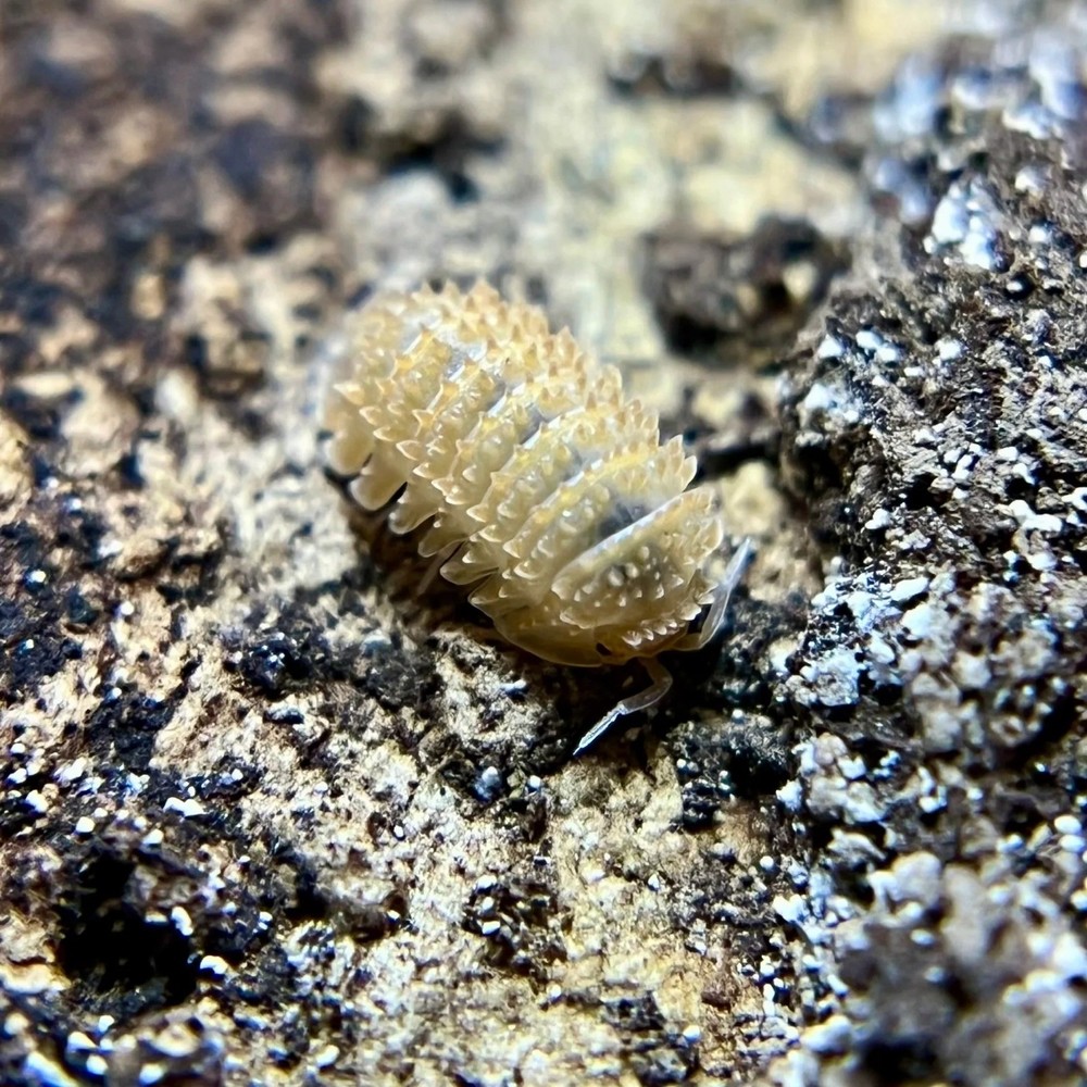 Pineapple spiky isopods