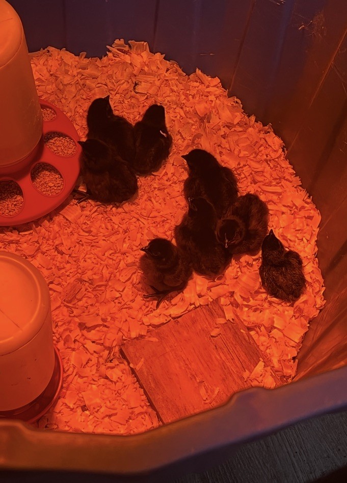 10+ Ayam Cemani Hatching Eggs | Fast Shipping |