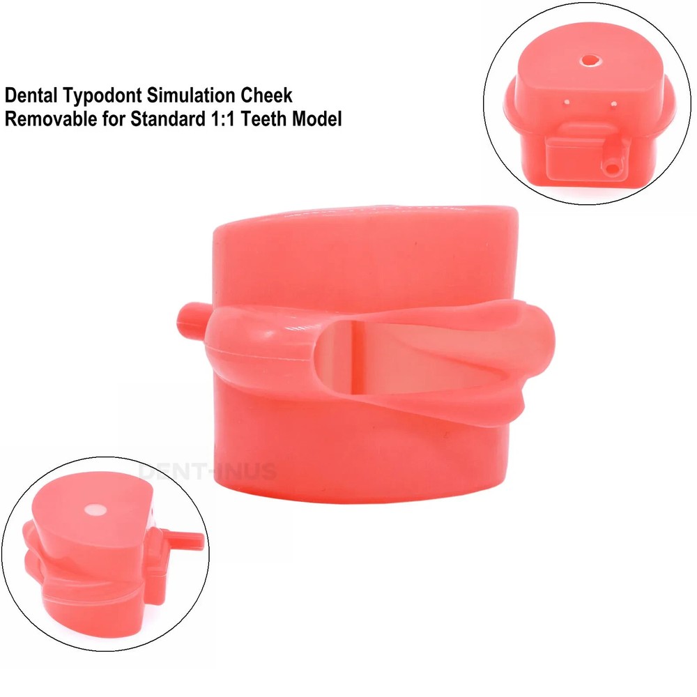 1 Pcs Dental Removable Screw-in Teeth Model Simulation Cheek Rubber for Typodont