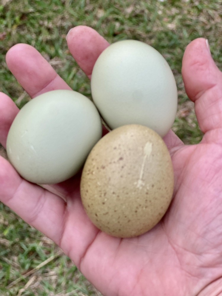 Olive Egger Hatching Eggs 1 dozen (12 + extra)