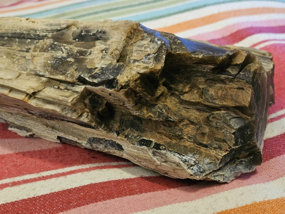 Petrified Wood 6lb 7oz
