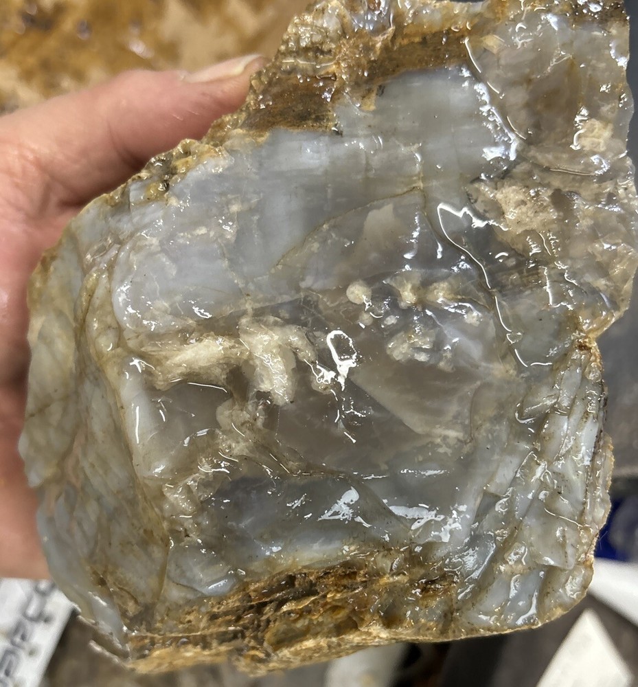 Silver Creek Junction petrified wood