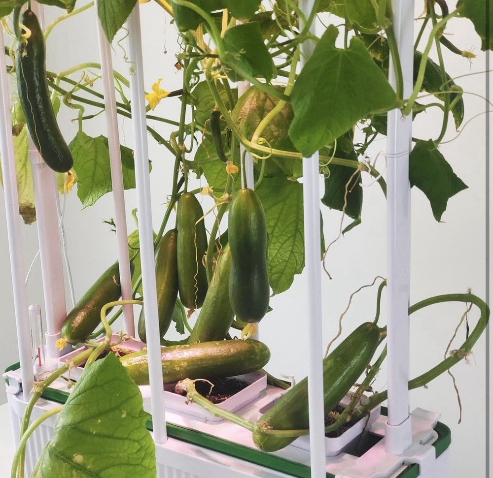 eSuperegrow Hydroponic Growing System Indoor Kit with LED Light, Trellis, Pump