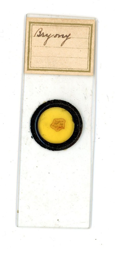 Antique glass Microscope slide Bryony sample #33