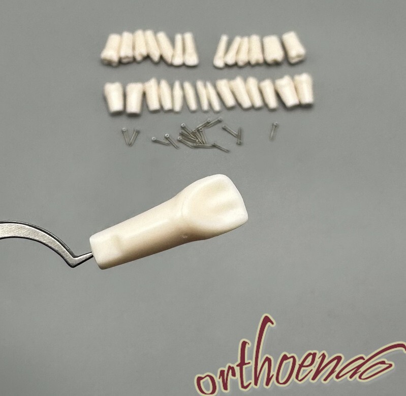 Typodont Model Replacement Teeth Dental Practice Individual Screw in Tooth 28pcs