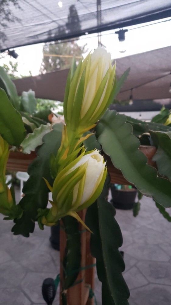 8 Inches ￼ Unknown White Dragon Fruit Cutting Self Fertile