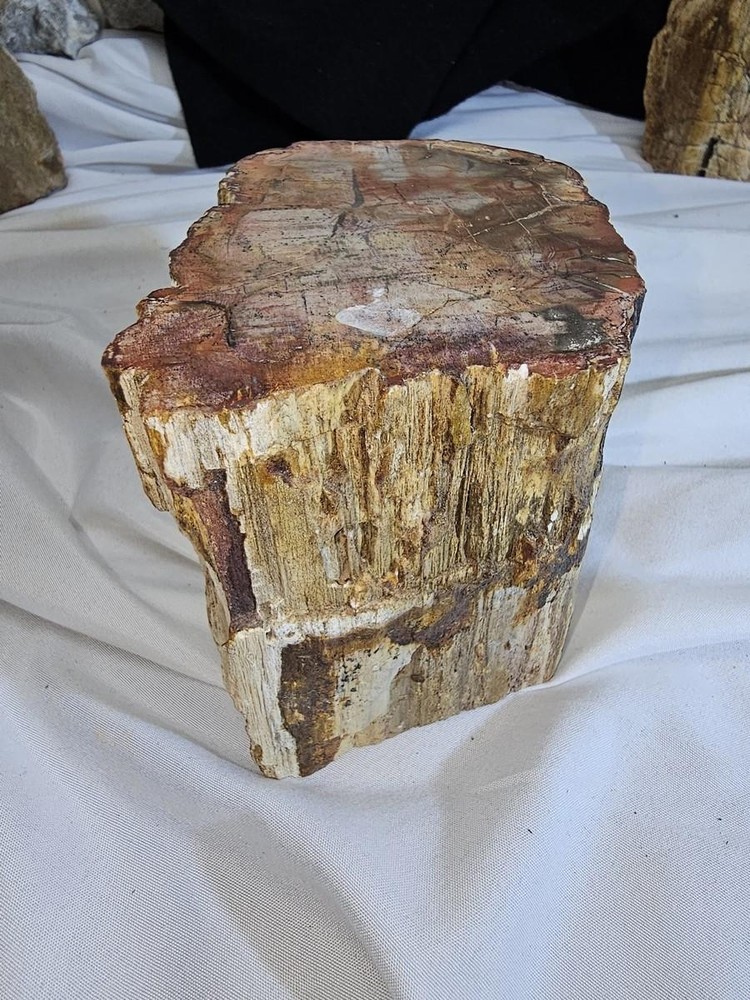 Petrified Wood Log - Top Polished