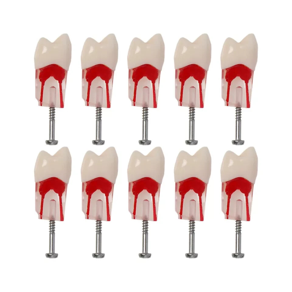 10Pcs Dental Endo Root Canal Teeth Model Study RCT Practice Typodont Model #8006