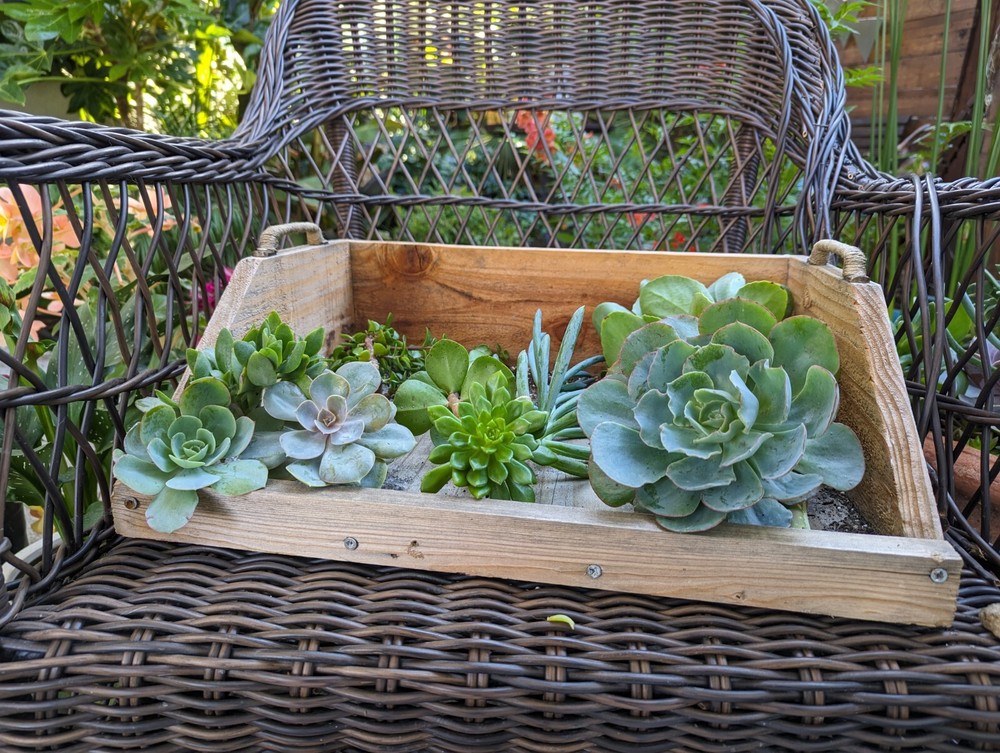 Wood Planting Tray