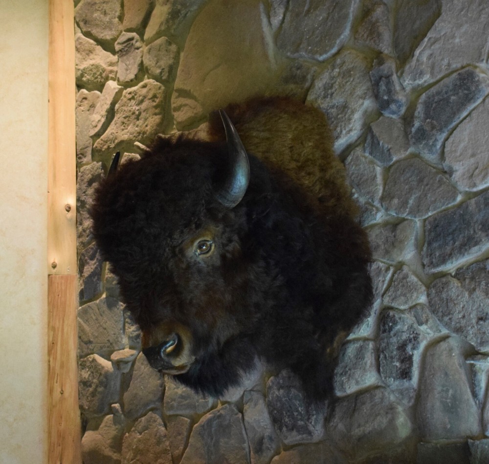 Genuine Buffalo Shoulder Mount in Excellent Condition
