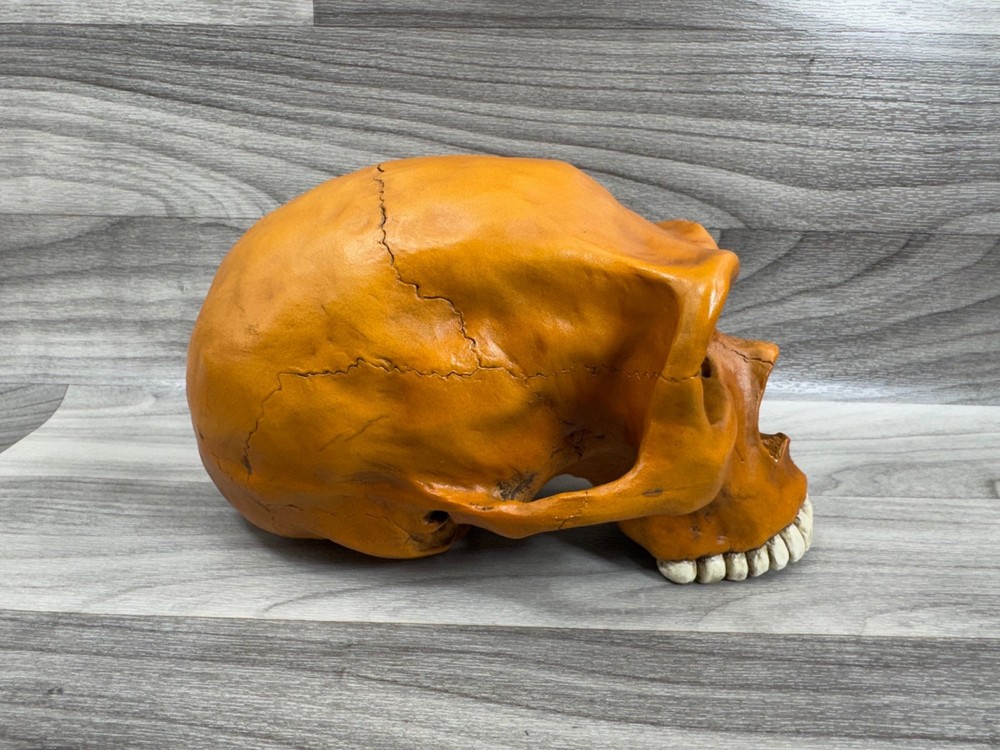 PREHISTORIC CERAMIC SKULLS LOT - NEANDERTHAL CRANIUM HEAD *AS IS*