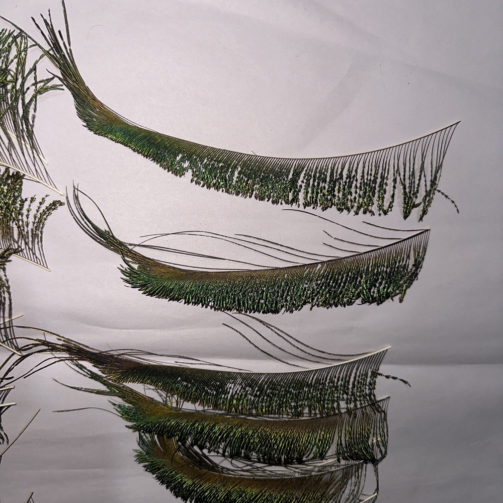30 pc peacock feathers lot ref #2201