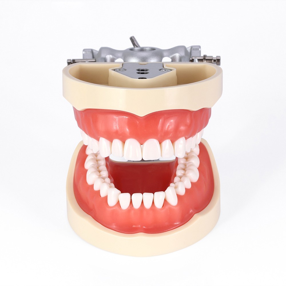 AZDENT Dental Typodont Model Teeth model Restorative Removable teeth Screw-in