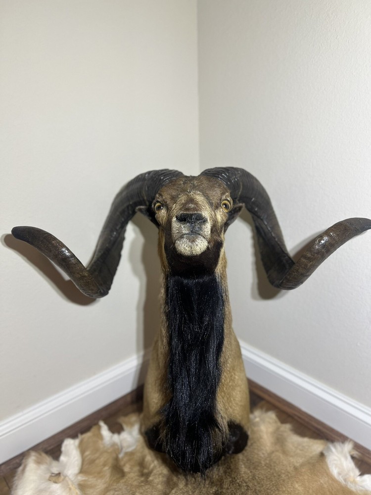 Ram Mount & leg Taxidermy