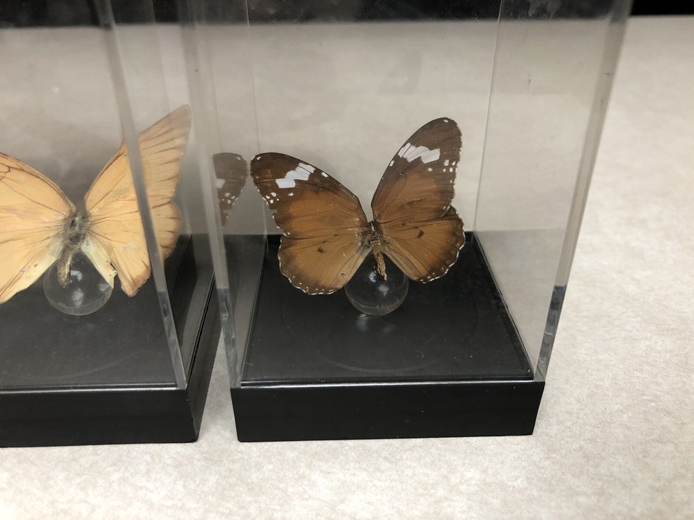 7 Mounted Butterfly Specimens In Acrylic Cases